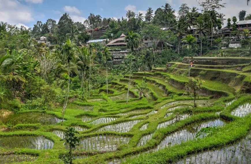 Tegalalang Rice Terrace