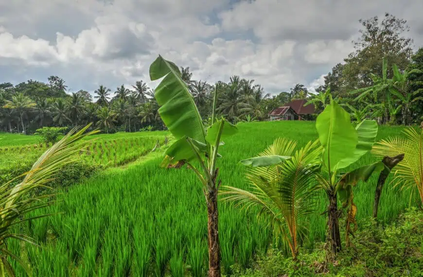 Sweet Orange Walk Trail (Kajeng & Subak Juwuk Manis rice fields) – An Ubud Guide