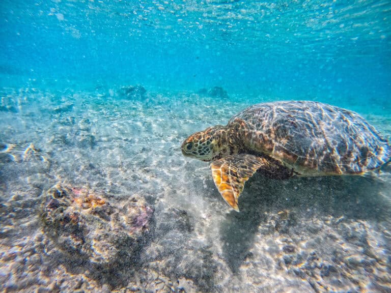 turtles snorkelling on Gili T