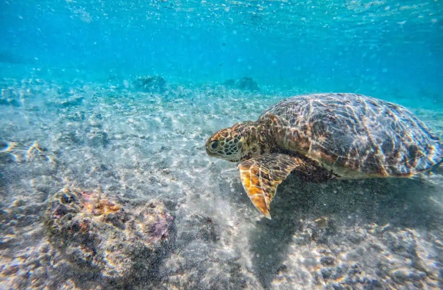turtles snorkelling on Gili T