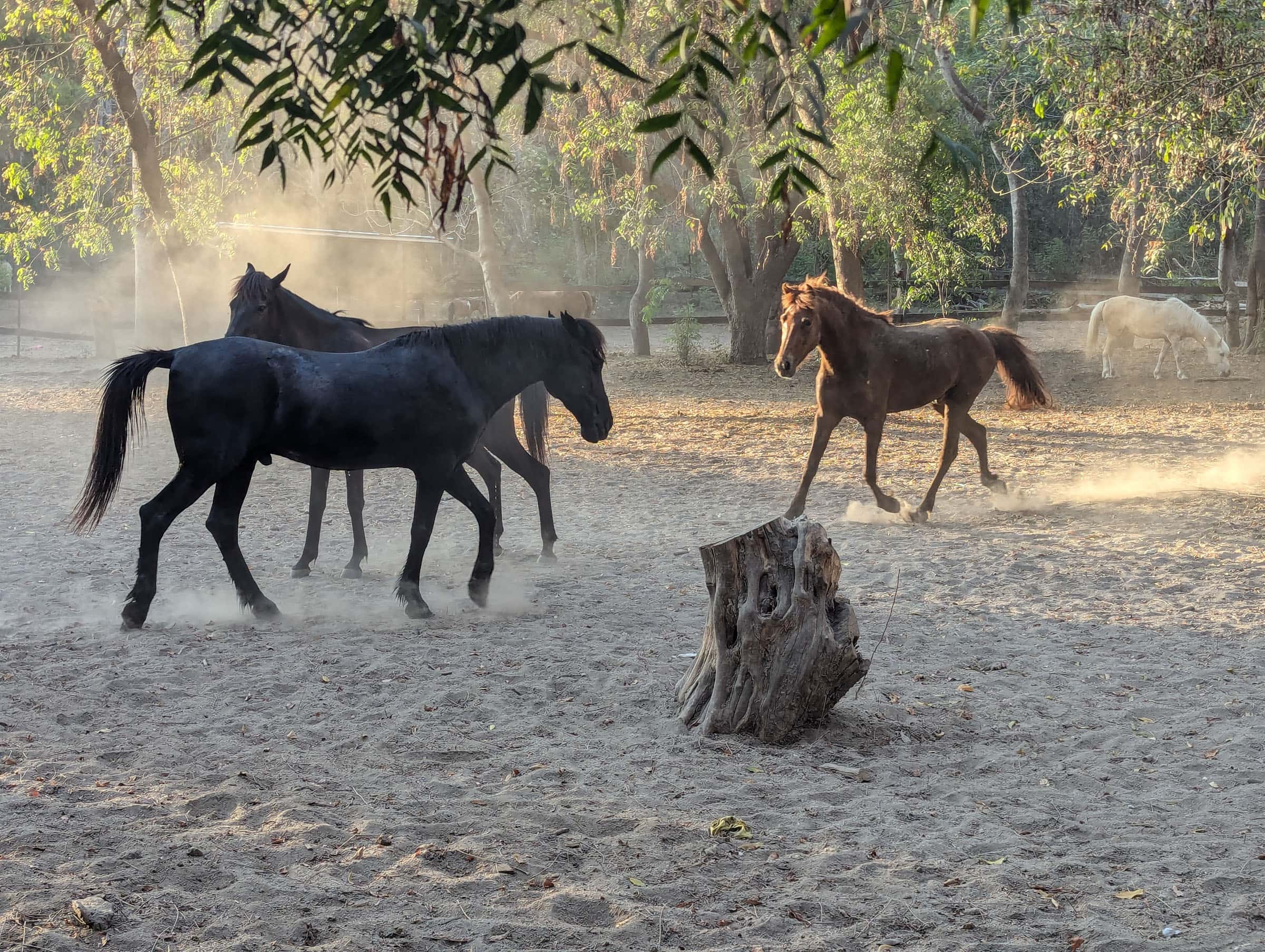 horses on gili T
