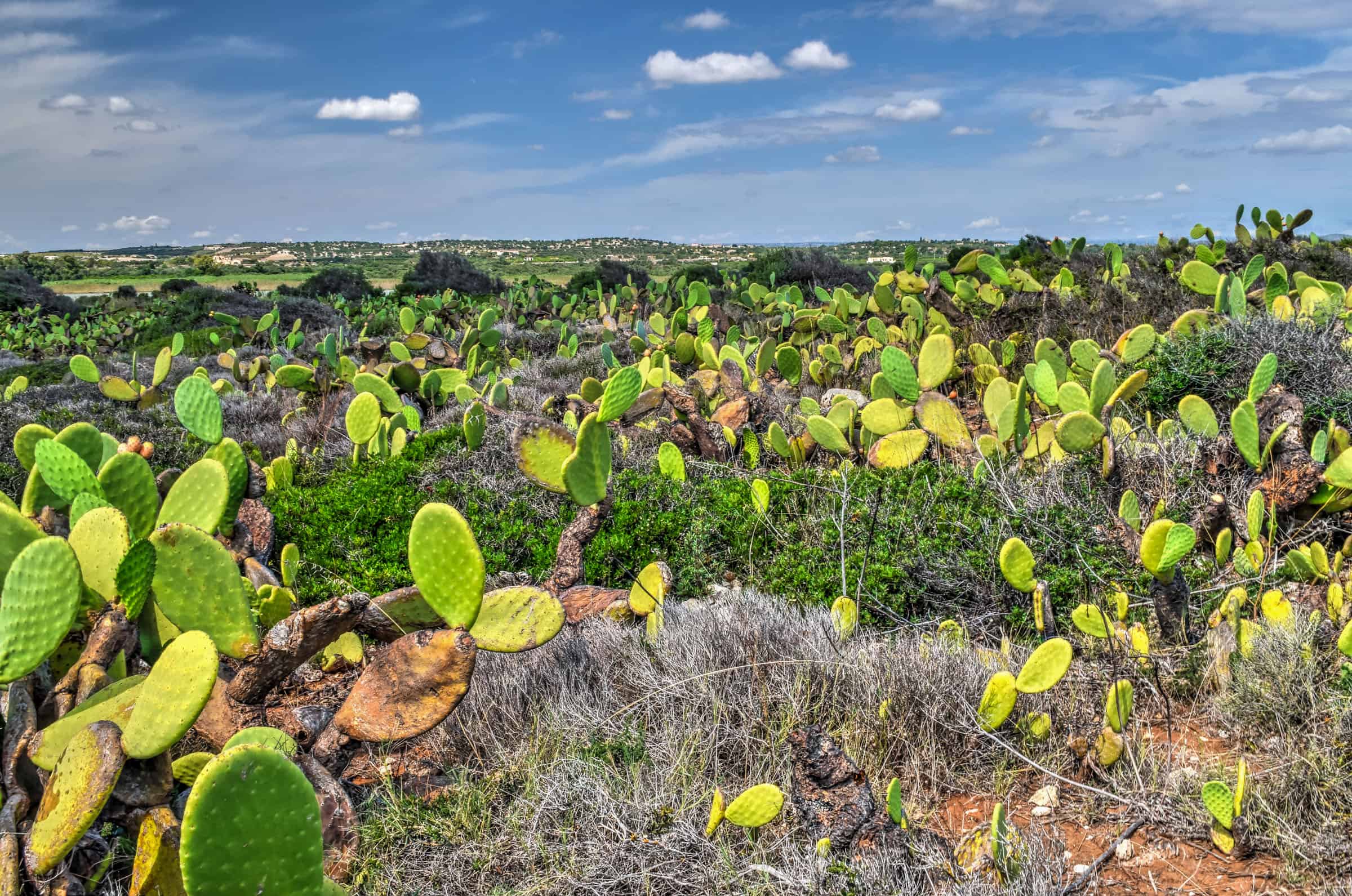 cacti in vendicari nature reserve