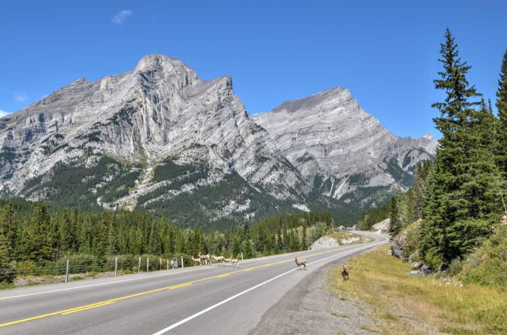 rocky mountain sheep kananaskis on highway 40