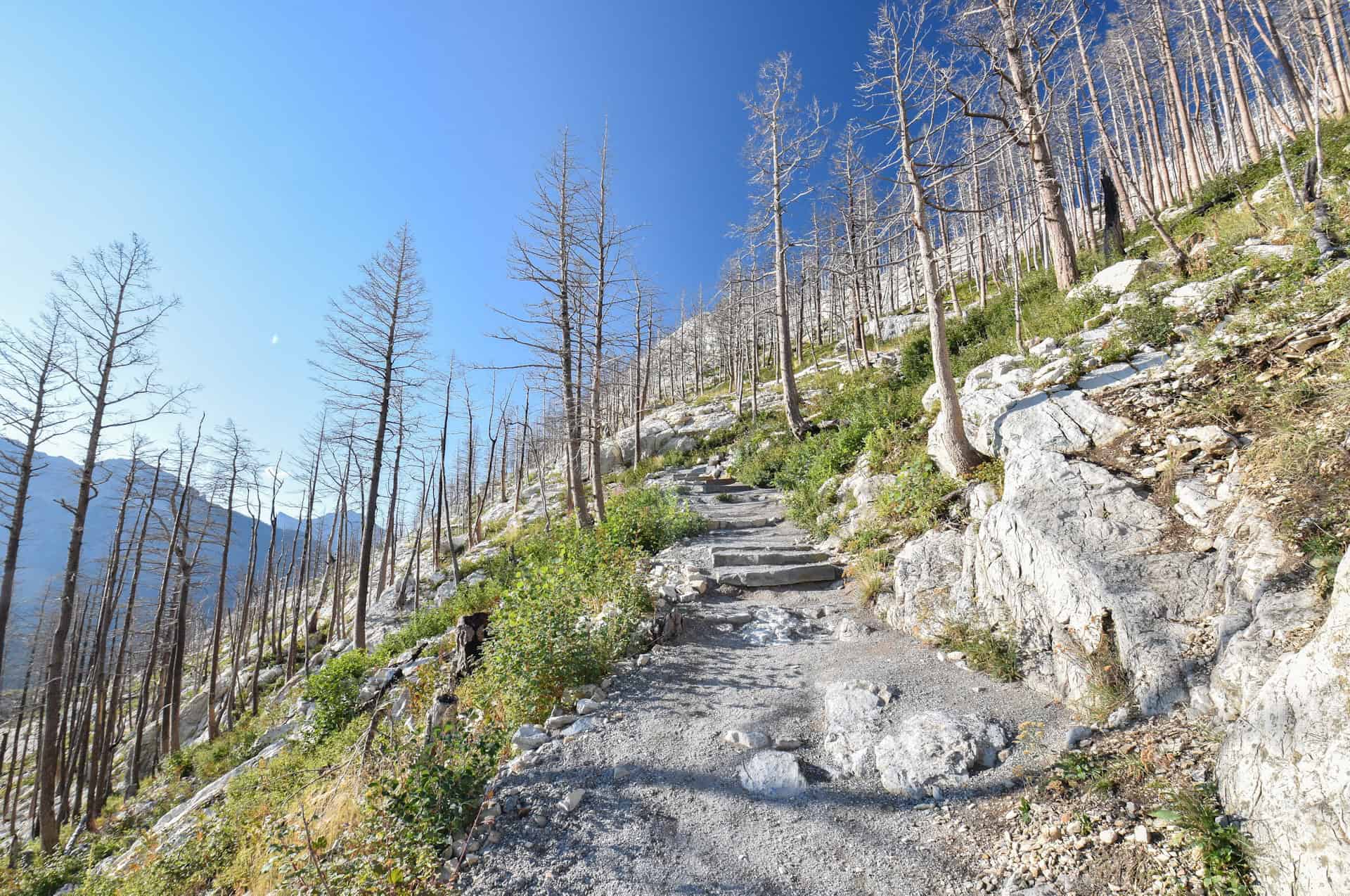 steps along the Bear's hump trail in waterton lakes national park