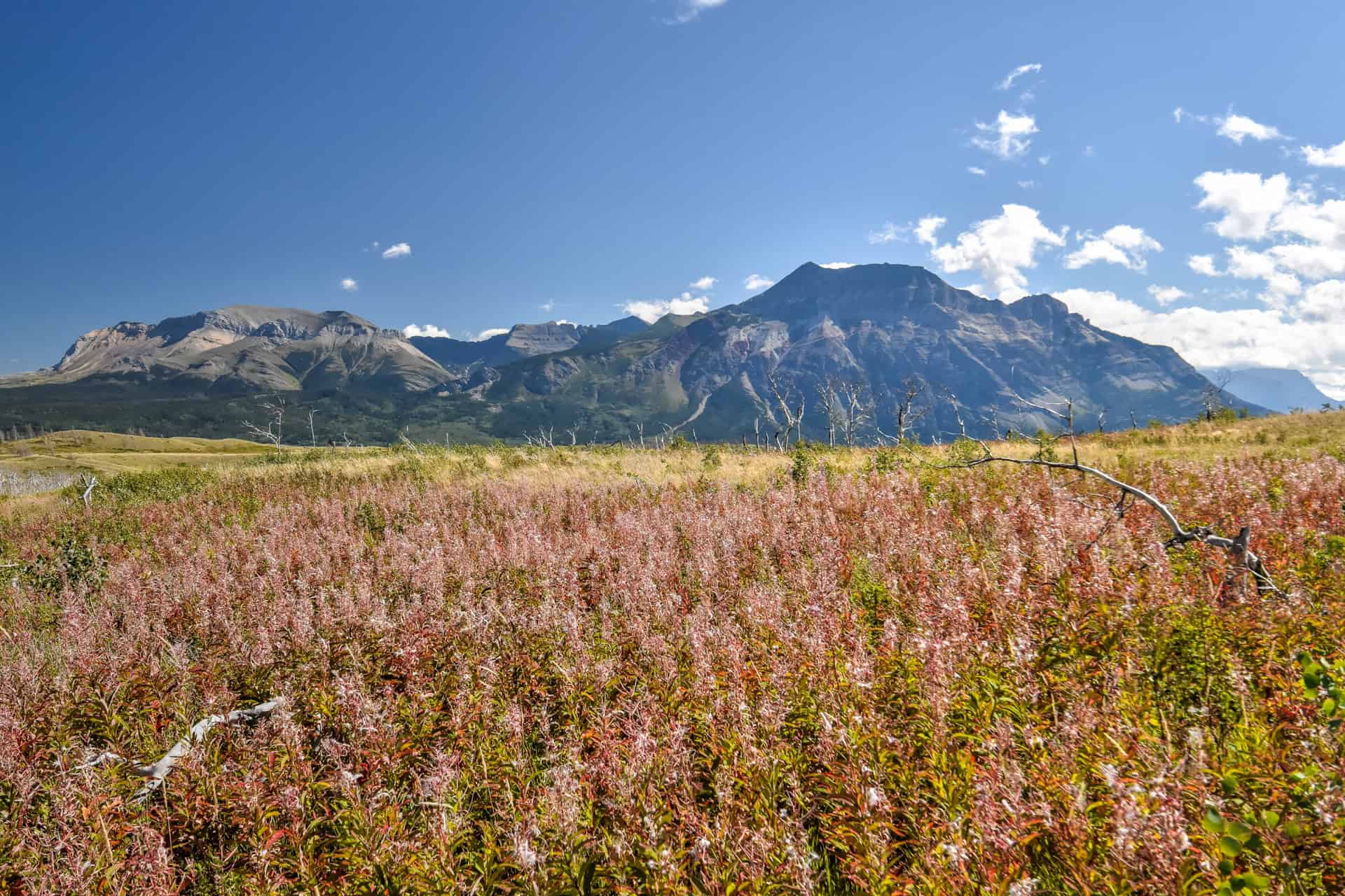 wildflowers in waterton lakes national park