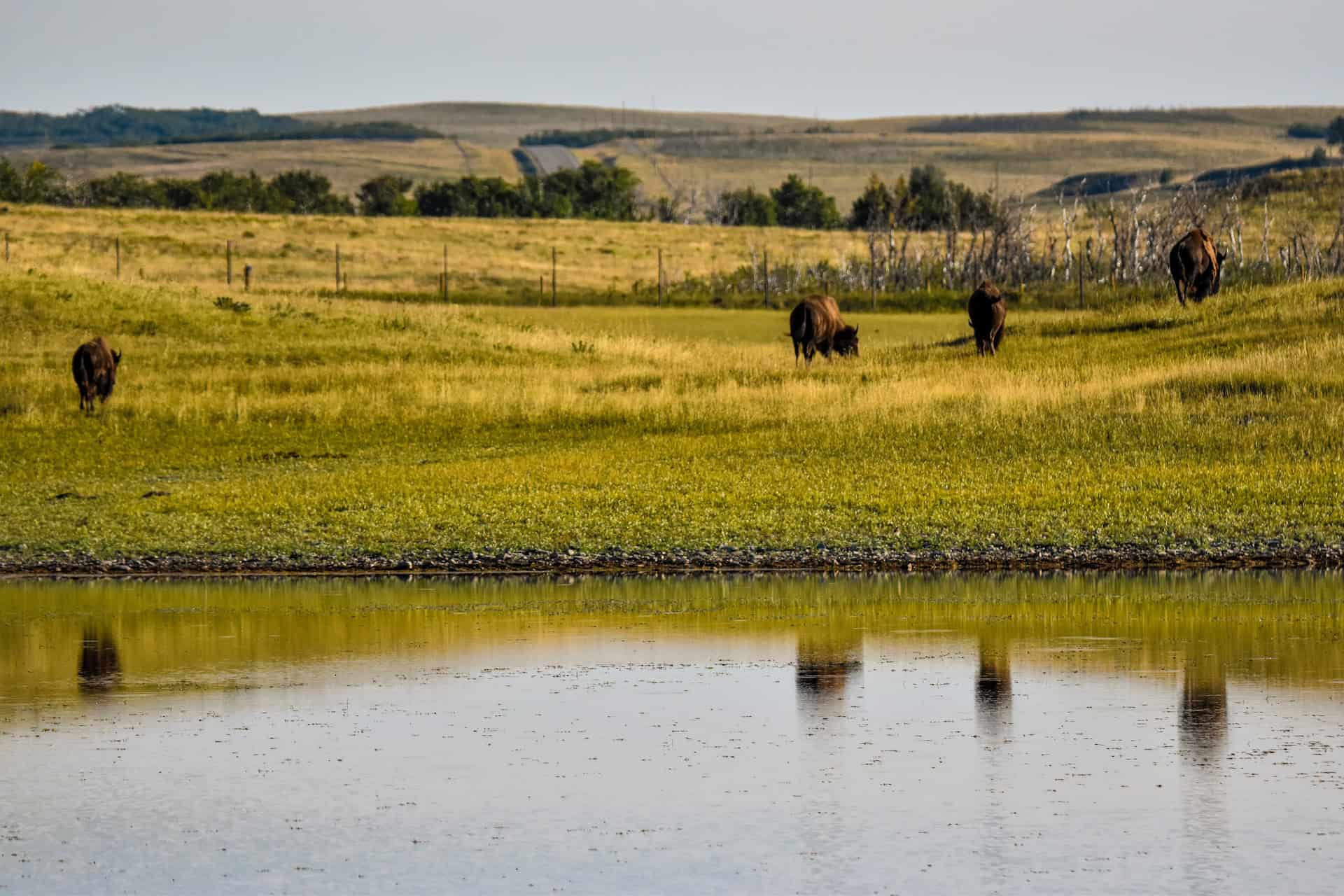 bison paddock in waterton lakes national park