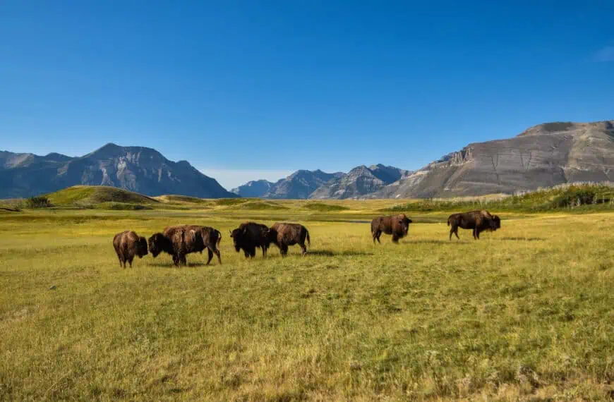 bisons in waterton lakes national park