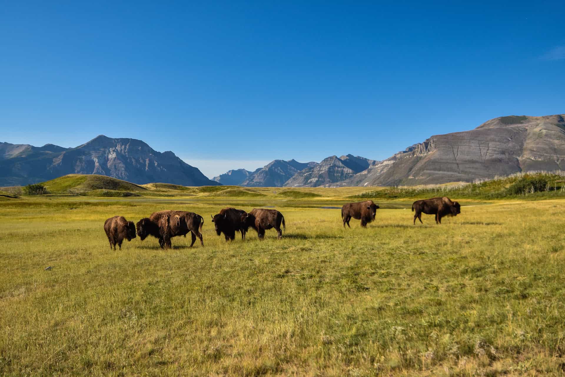 bisons in waterton lakes national park