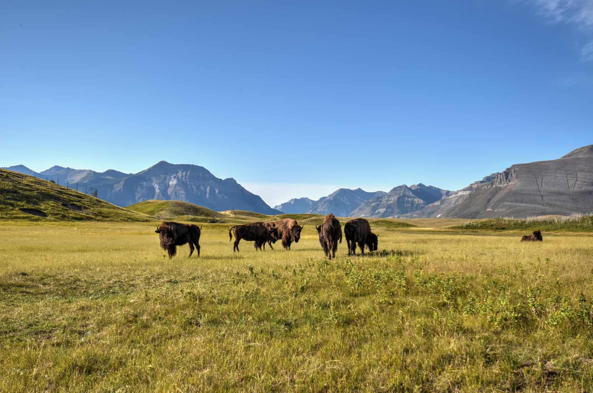 bison paddock near Bellevue prairie trail in waterton lakes national park