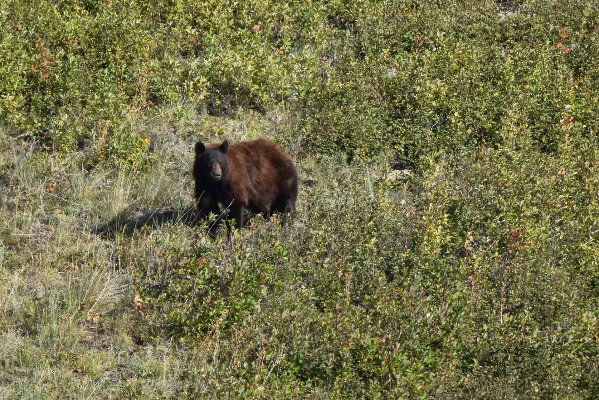 bear in waterton lakes national park
