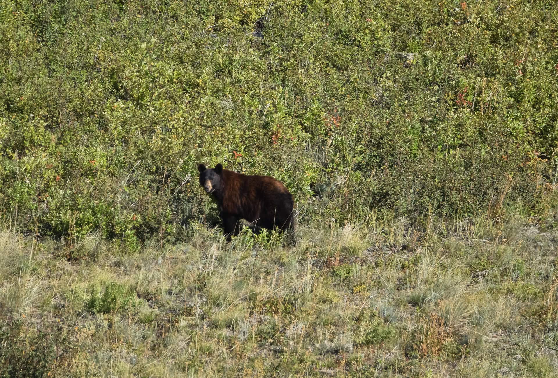 black bear in waterton lakes national park