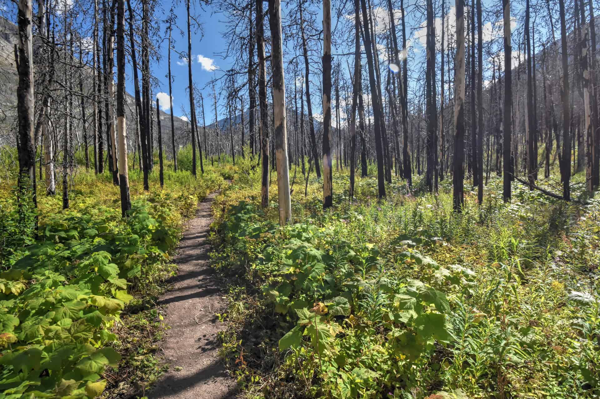 hiking in the forest towards crandell lake