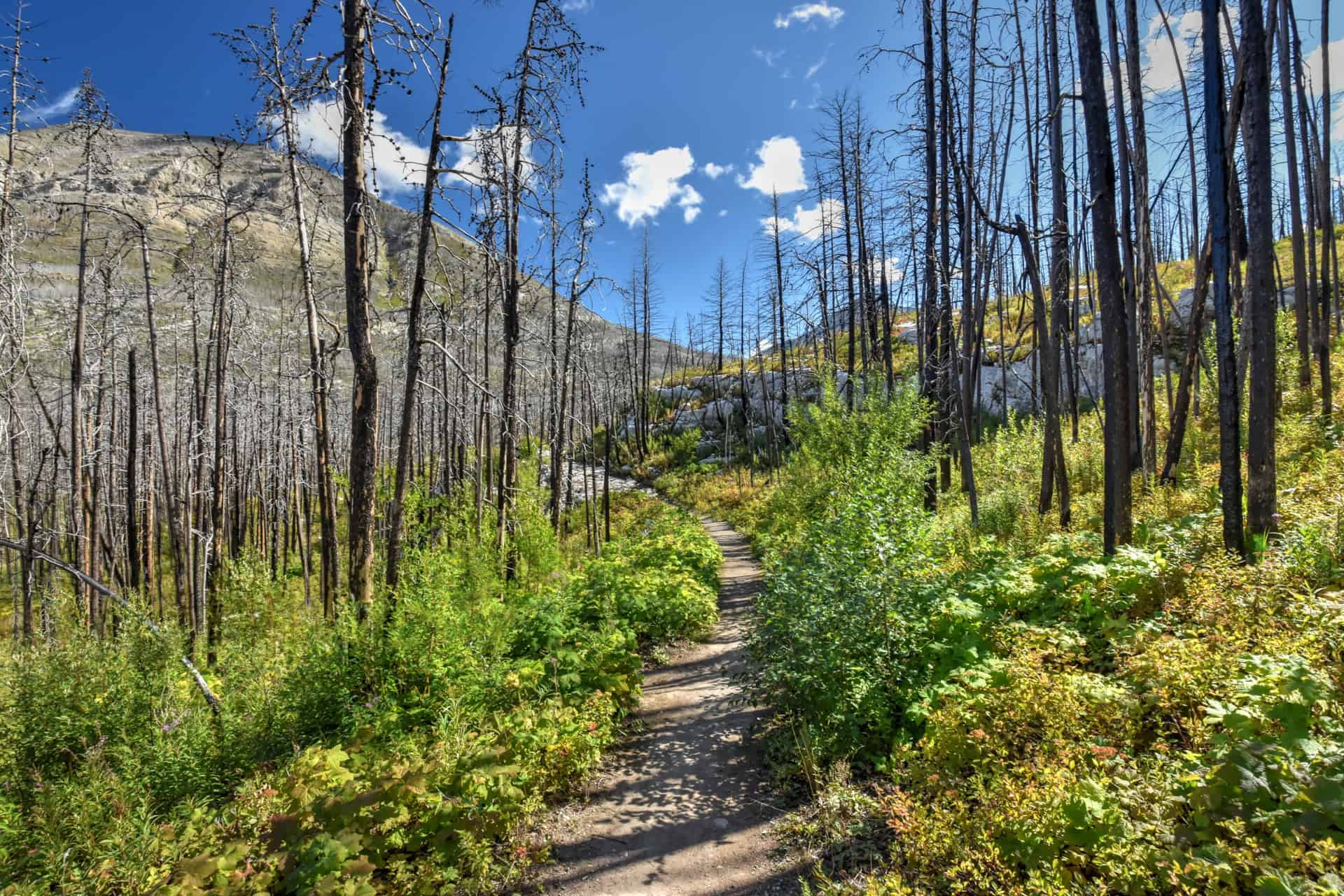 the trail leading to crandell lake in waterton 