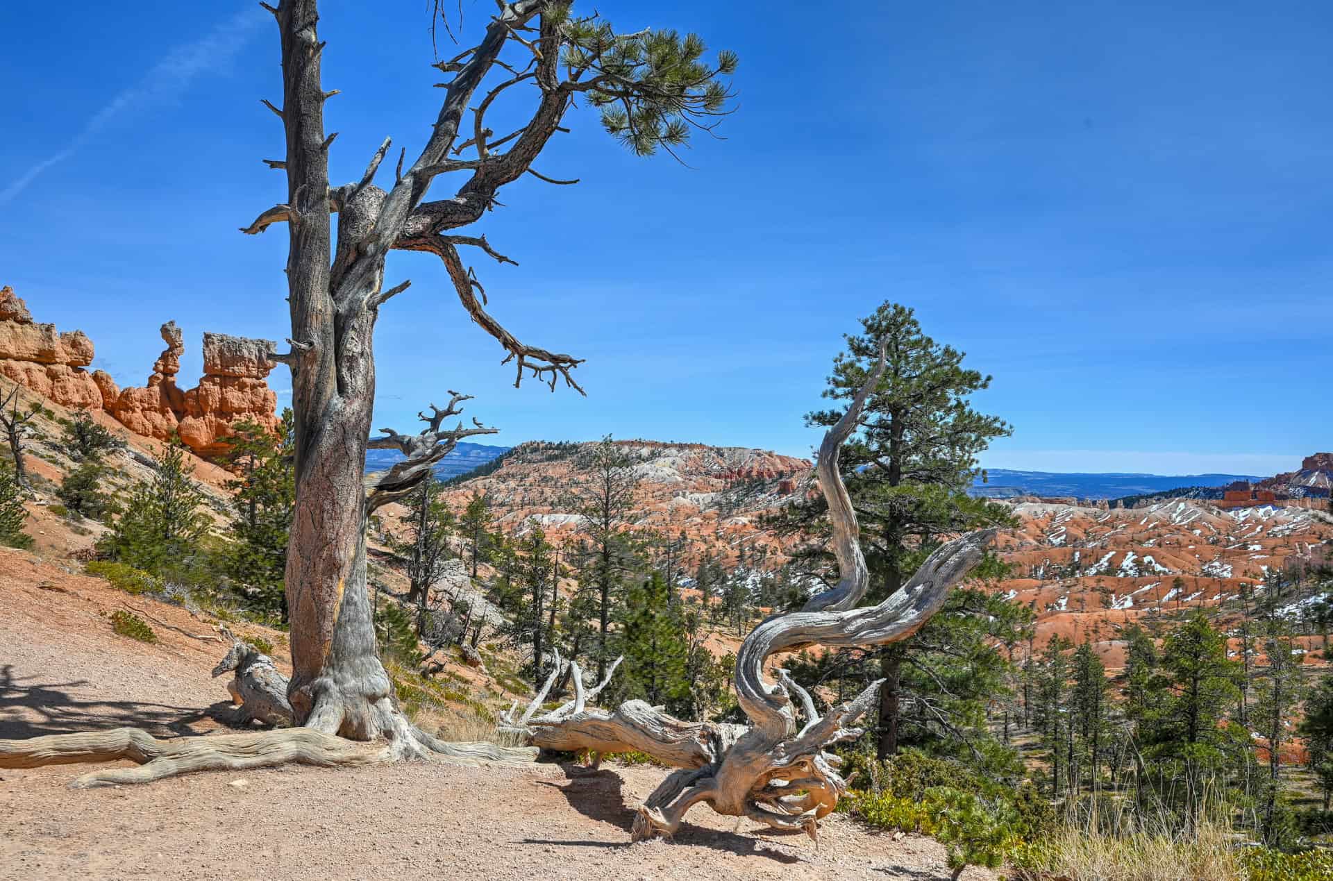 stunning scenery along the tower bridge trail in bryce