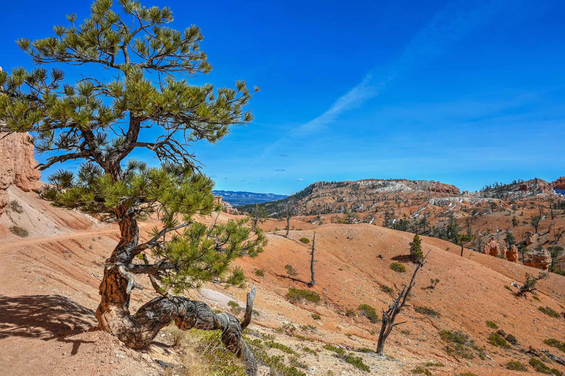 a beautiful tree framing the scenery along the tower bridge trail in bryce canyon
