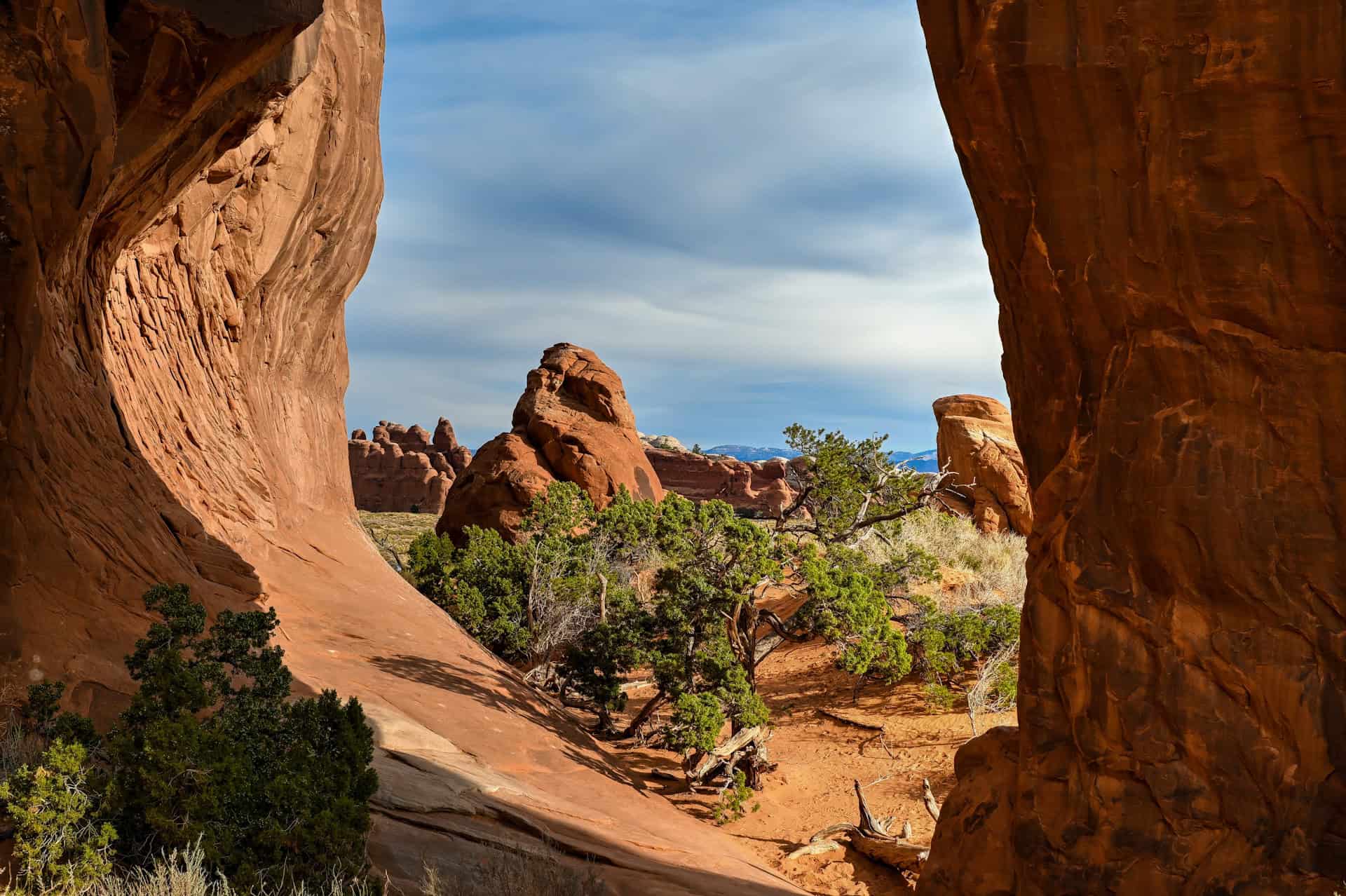 pine tree arch