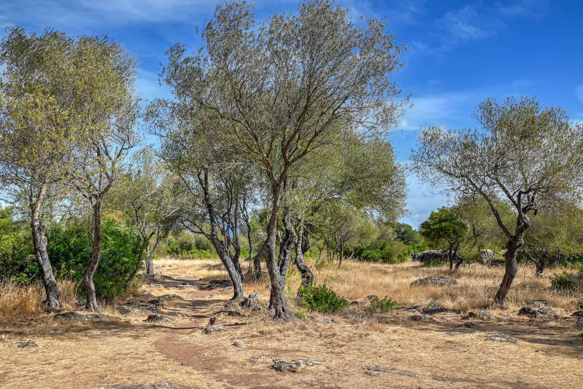 the shrubland and trees around serra orrios