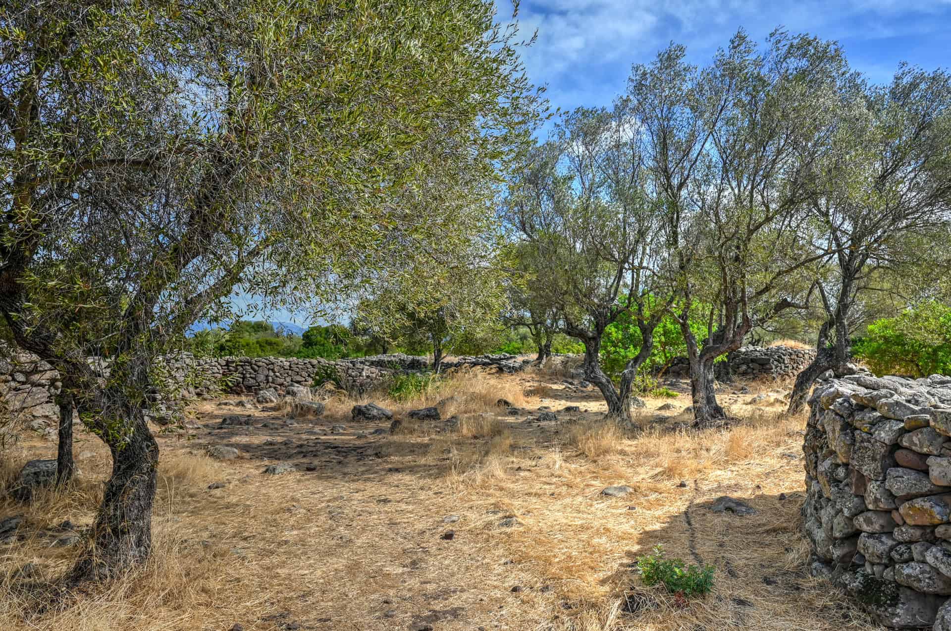 the beautiful trees and natural trees of serra orrios