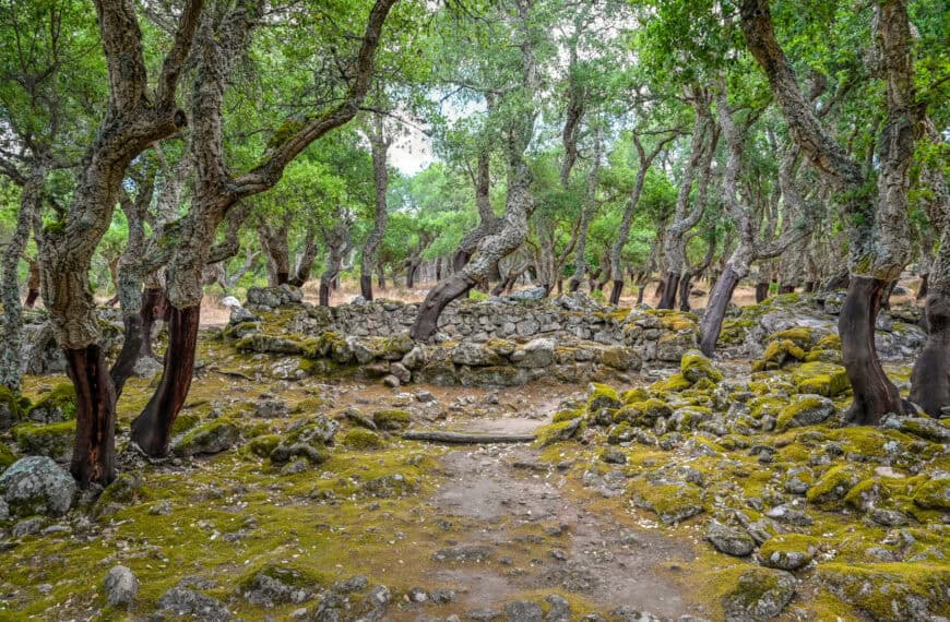 Nuragic Complex Romanzesu – How to Visit Sardinia’s Forest Sanctuary