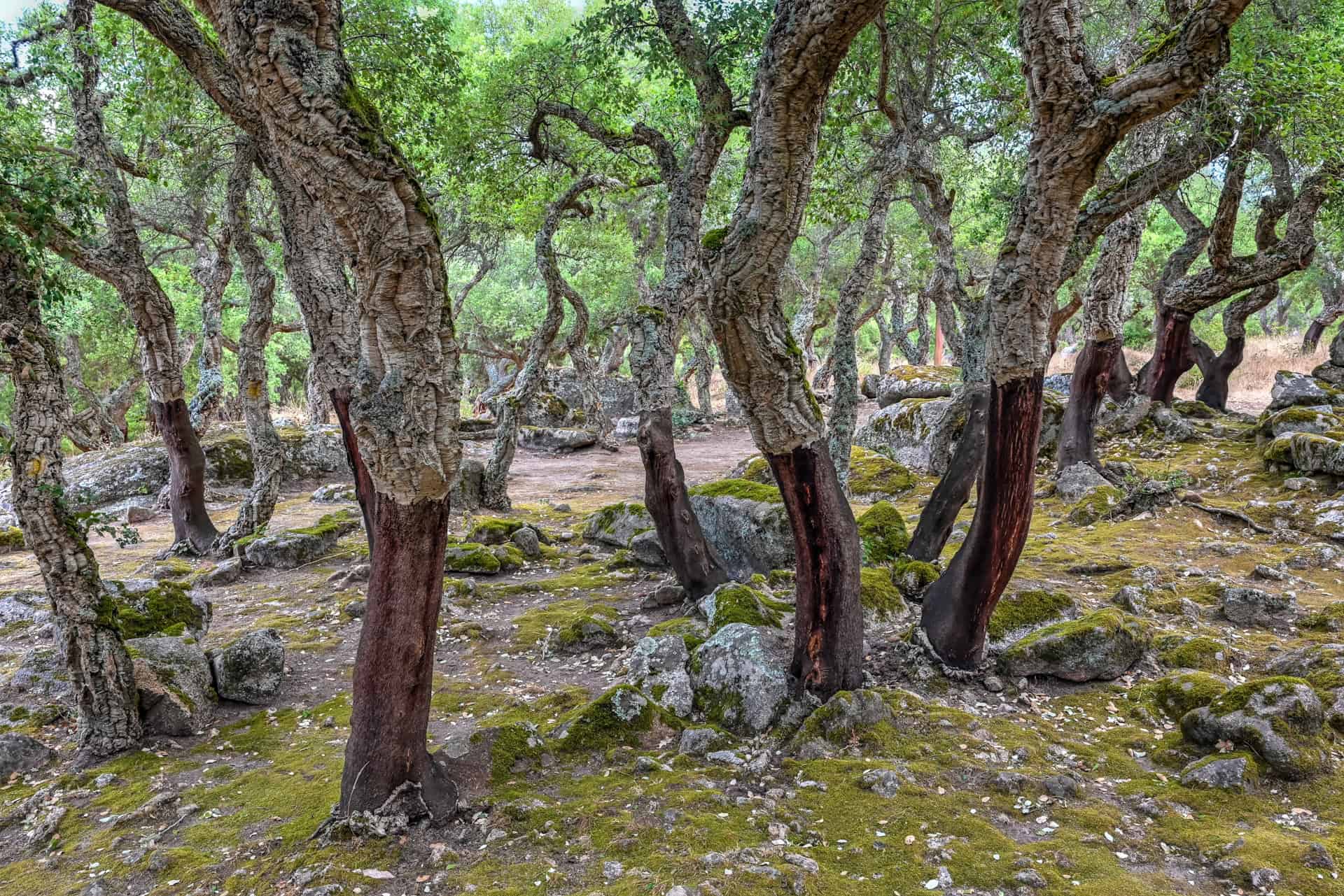 beautiful forest of Nuragic Complex Romanzesu