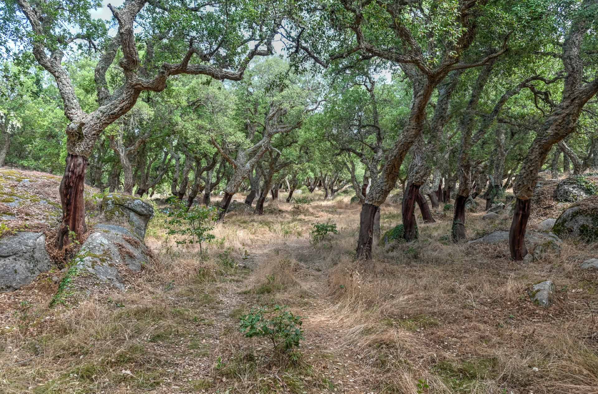 beautiful forest of Nuragic Complex Romanzesu