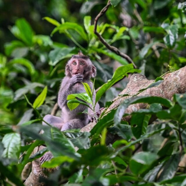 Monkeys Galore  From frosty furriness in my last post to tropical furriness.   📍Ubud Monkey Forest, Ubud, Bali, Indonesia  📷 Balinese long-tailed macaque monkeys  The Ubud Monkey Forest, officially known as the Sacred Monkey Forest Sanctuary, seeks to conserve rare plants and animals for use in Hindu rituals and to provide a natural laboratory for educational institutions, with a particular emphasis on research into the social interaction of the park's monkeys with one another and their interaction with the park's natural environment.   The forest contains at least 115 different species of trees and is home to over 1200 Balinese long-tailed macaque monkeys. It is also home to three Balinese Hindu temples, Dalem Agung Padangtegal Temple, Holy Spring Temple, and Prajapati Temple.   *******************
.
.
.
.
.
#bali #indonesia #ubud #monkeys #monkeyforest #wildlife_shots #animalportrait #animal_captures #wildlifephotography #balitravel #discoverworld #travelpictures #travelshots
#roamearth #traveldestinations #wildlife #jungle #cuteanimals #animalphotography
#natureshots #natgeowildlife