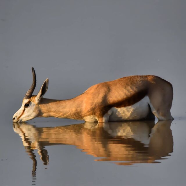 Ｓａｆａｒｉ    Ｓｉｇｈｔｉｎｇｓ  📍Etosha National Park - Namibia  If you are thinking of a self-drive safari adventure - look no further than Namibia’s Etosha National Park.   Driving through the park provides you with an endless wildlife sitting opportunities, such as watching Springboks gently grazing the African savanna.  *******************
❓Did you know that Springboks can live without drinking water for years?  Springboks have several adaptations that help them thrive in arid conditions, including a special network of blood vessels in their heads that helps them cool down in the desert heat.  They can also go extended periods without drinking water. They can meet their water needs from the food they eat, particularly during dry seasons when they consume succulent plants and shrubs that are high in water content.  In fact, springboks can live their entire lives without needing to drink water, provided they have access to sufficient succulent vegetation  *******************  #springboks #antelopes #etosha #nationalpark #namibia #africa #safari #wildlife #photography #travelpics #roadtrip